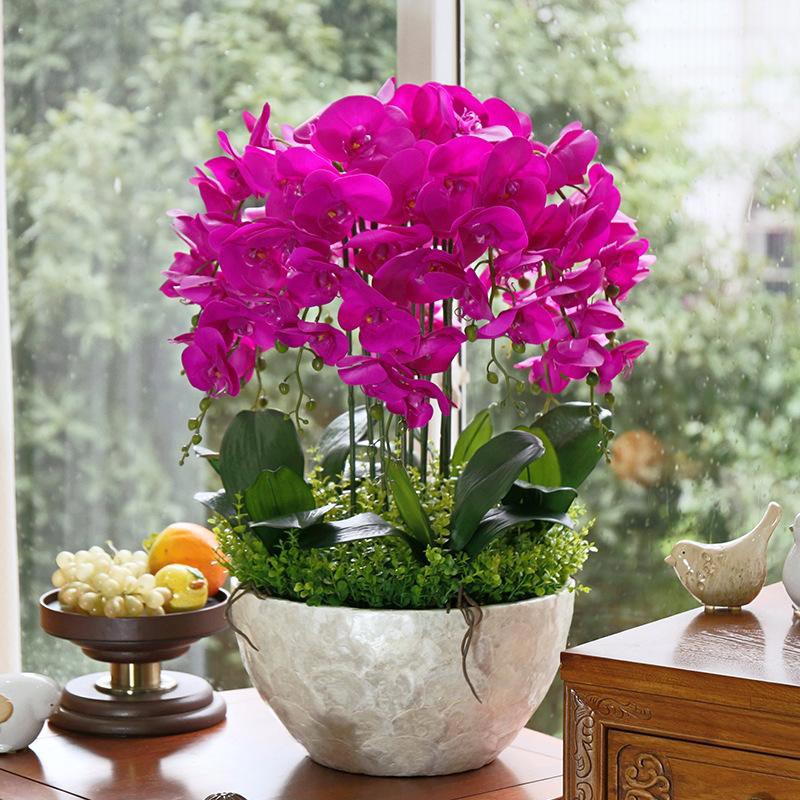 蝴蝶兰，花盆，蝴蝶兰花盆如何选择